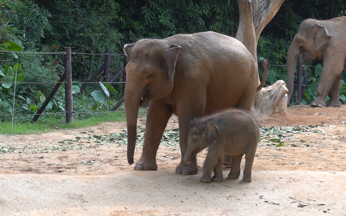 【亚洲象】婆罗洲矮象母子～_哔哩哔哩_bilibili