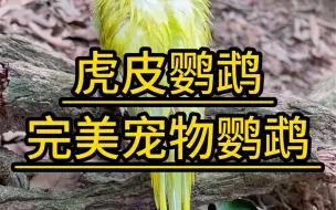 下载视频: 完美的鹦鹉—虎皮鹦鹉