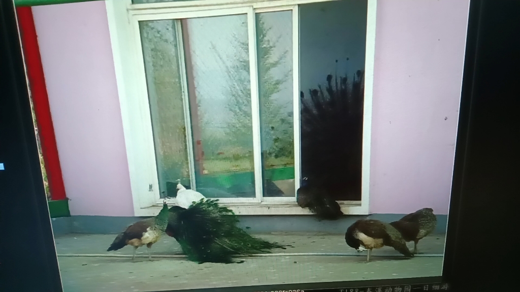 本溪动物园孔雀20090627