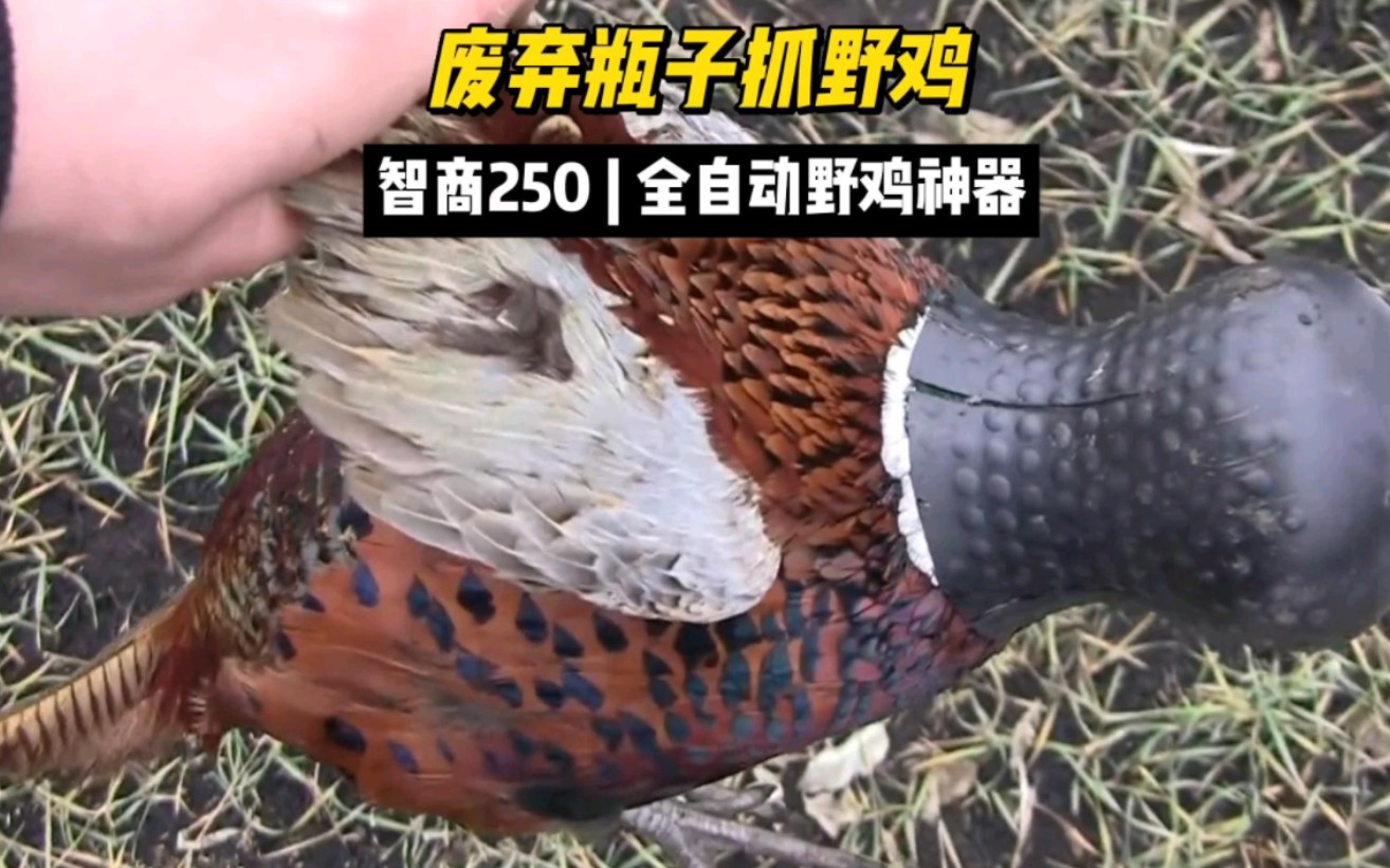 [图]智商250，废弃瓶子抓3斤大野鸡，野鸡丧失逃跑能力。