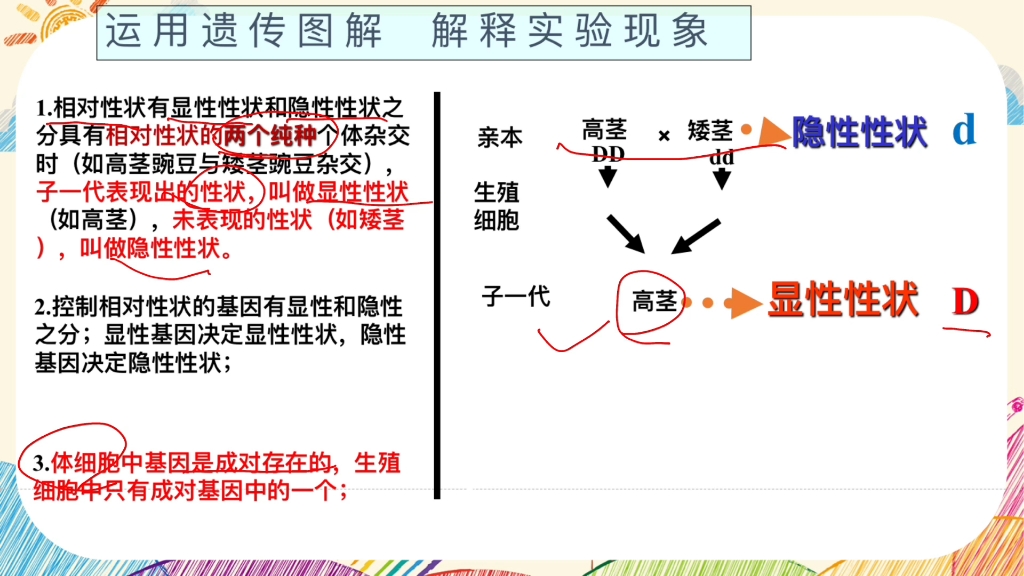 画重点‖基因的显性和隐性重难点二:孟德尔的豌豆杂交实验,你要的遗传图解来了 #初中生物 #遗传学之父 #孟德尔的豌豆杂交实验哔哩哔哩bilibili