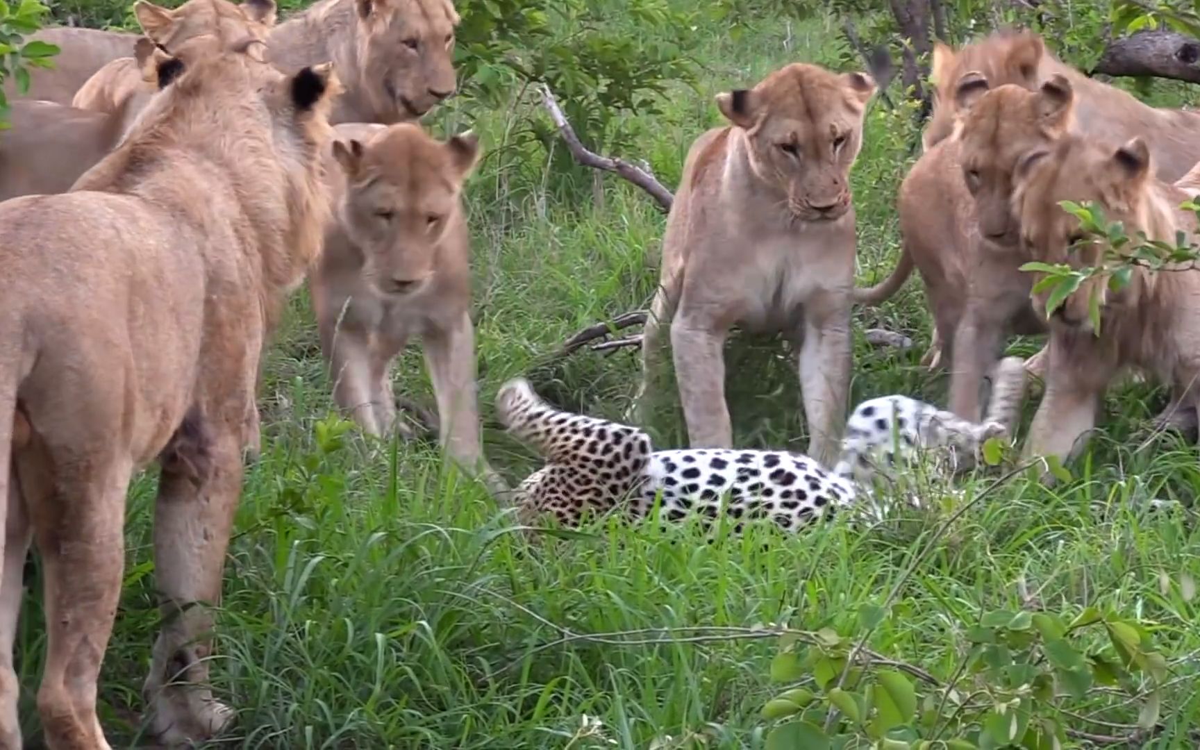 母狮群虐杀花豹现场,轮流撕咬花豹,花豹被折磨致死