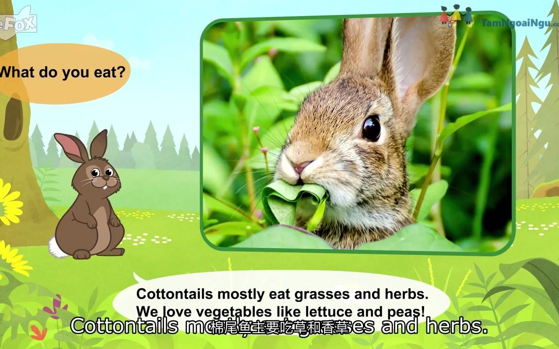 认识动物:棉尾兔 Meet the Animals Cottontail Rabbit哔哩哔哩bilibili