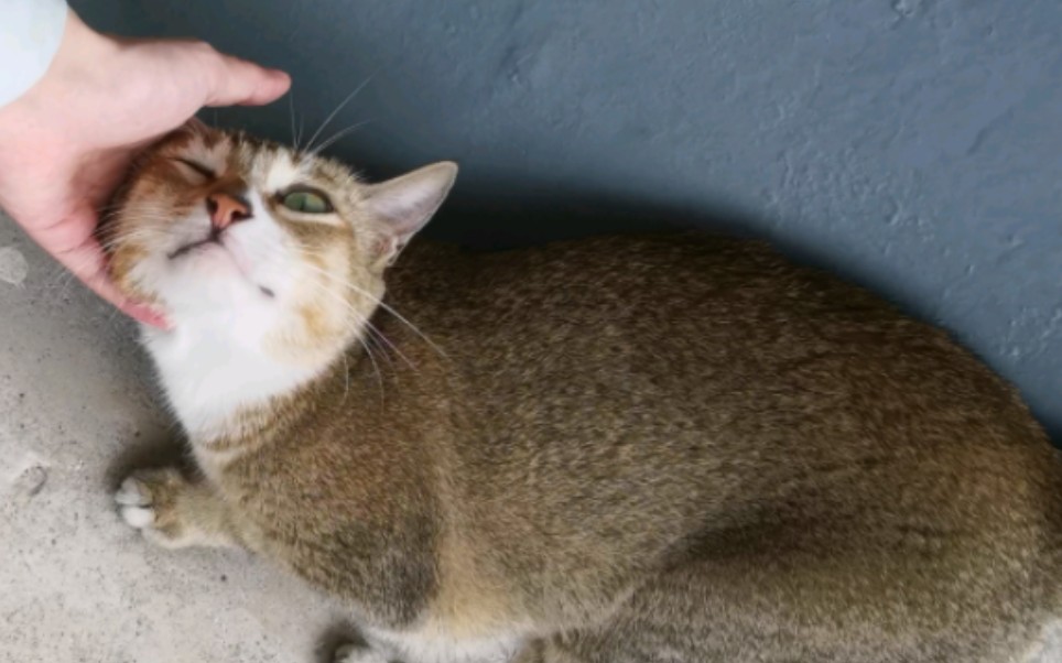 雀猫也好可爱呀呜呜呜