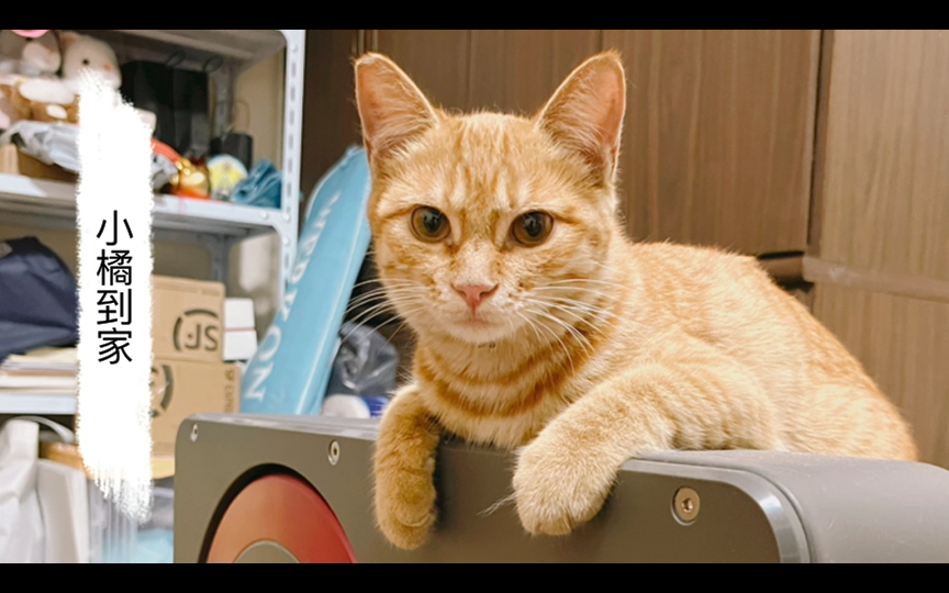 小橘来啦!初来乍到