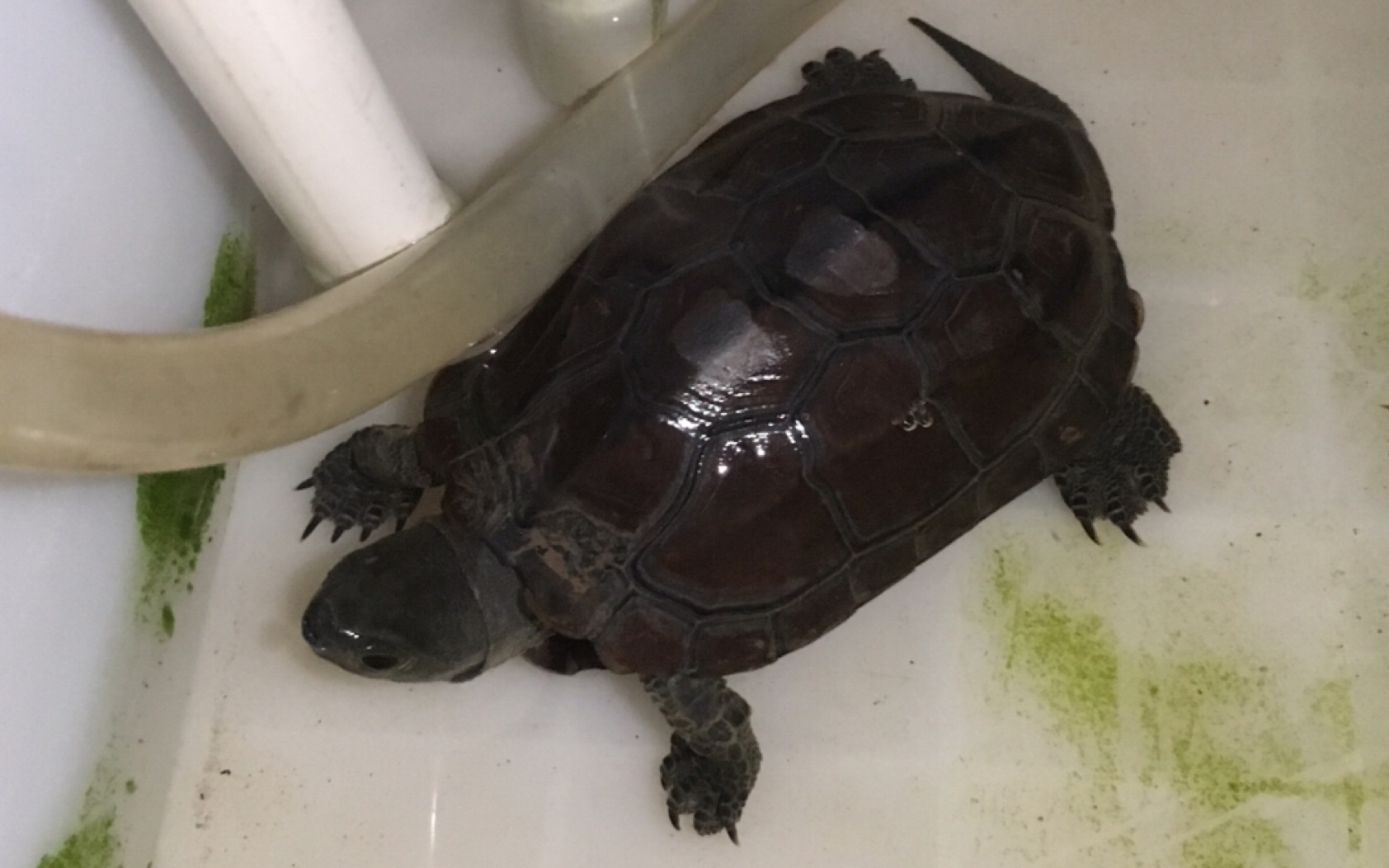 草龟墨龟红壳野墨乌龟