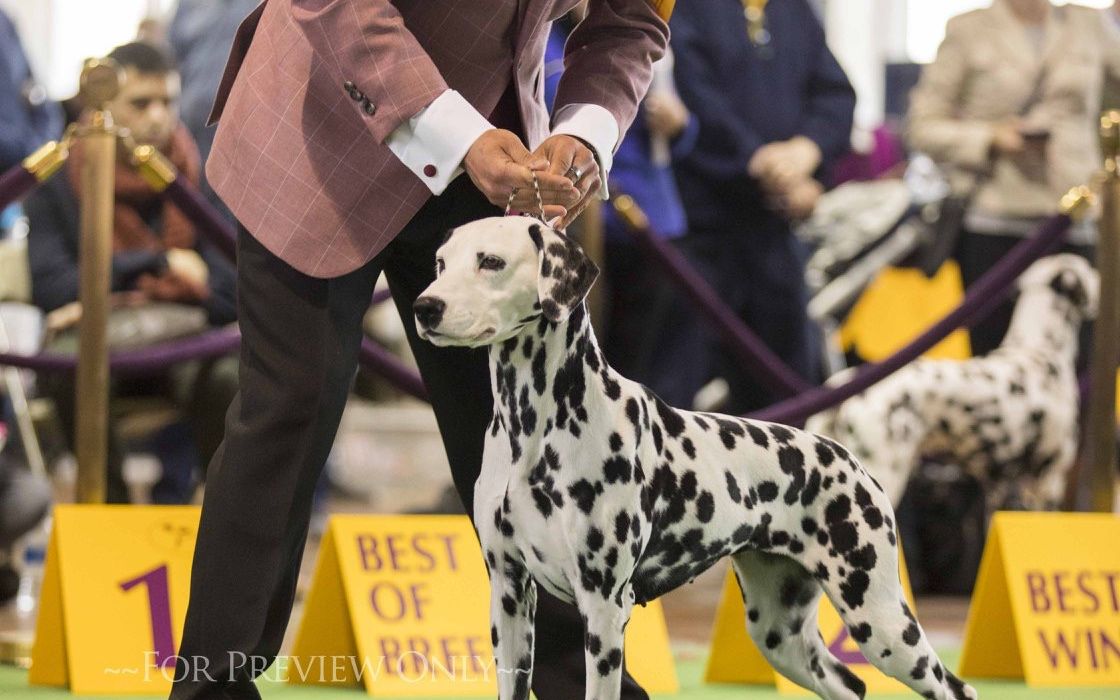 [图]2019年西敏寺犬展-大麦町犬（斑点狗）