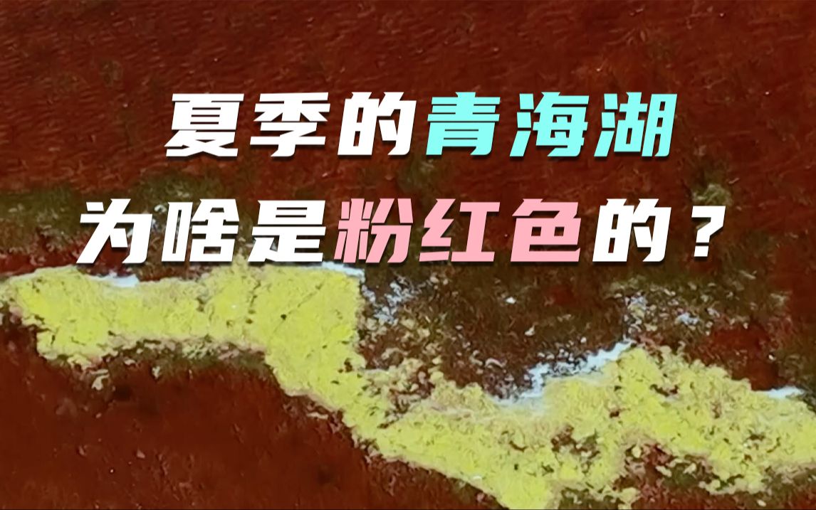 夏季的青海湖为啥是粉红色的?哔哩哔哩bilibili