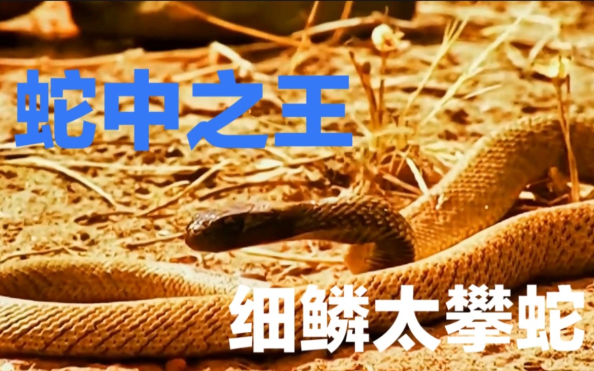 蛇中之王细鳞太攀蛇也叫内陆太攀蛇,毒性是响尾蛇的300倍,是眼镜王蛇