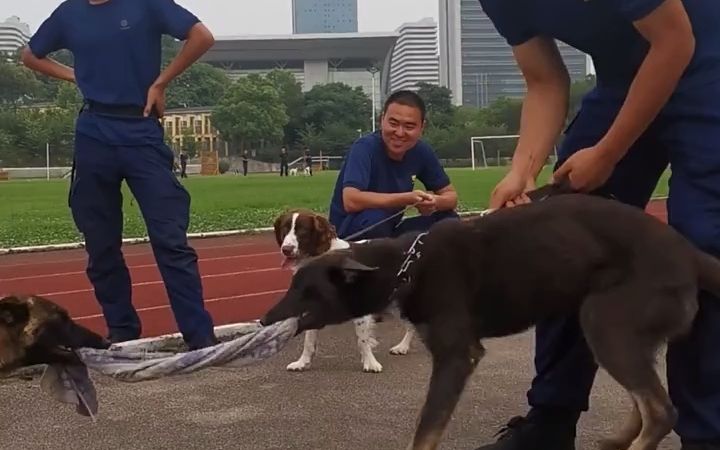 马犬幼犬哔哩哔哩bilibili