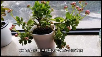 下载视频: 新手养花适合养什么花好？最适合新手养的5种花推荐