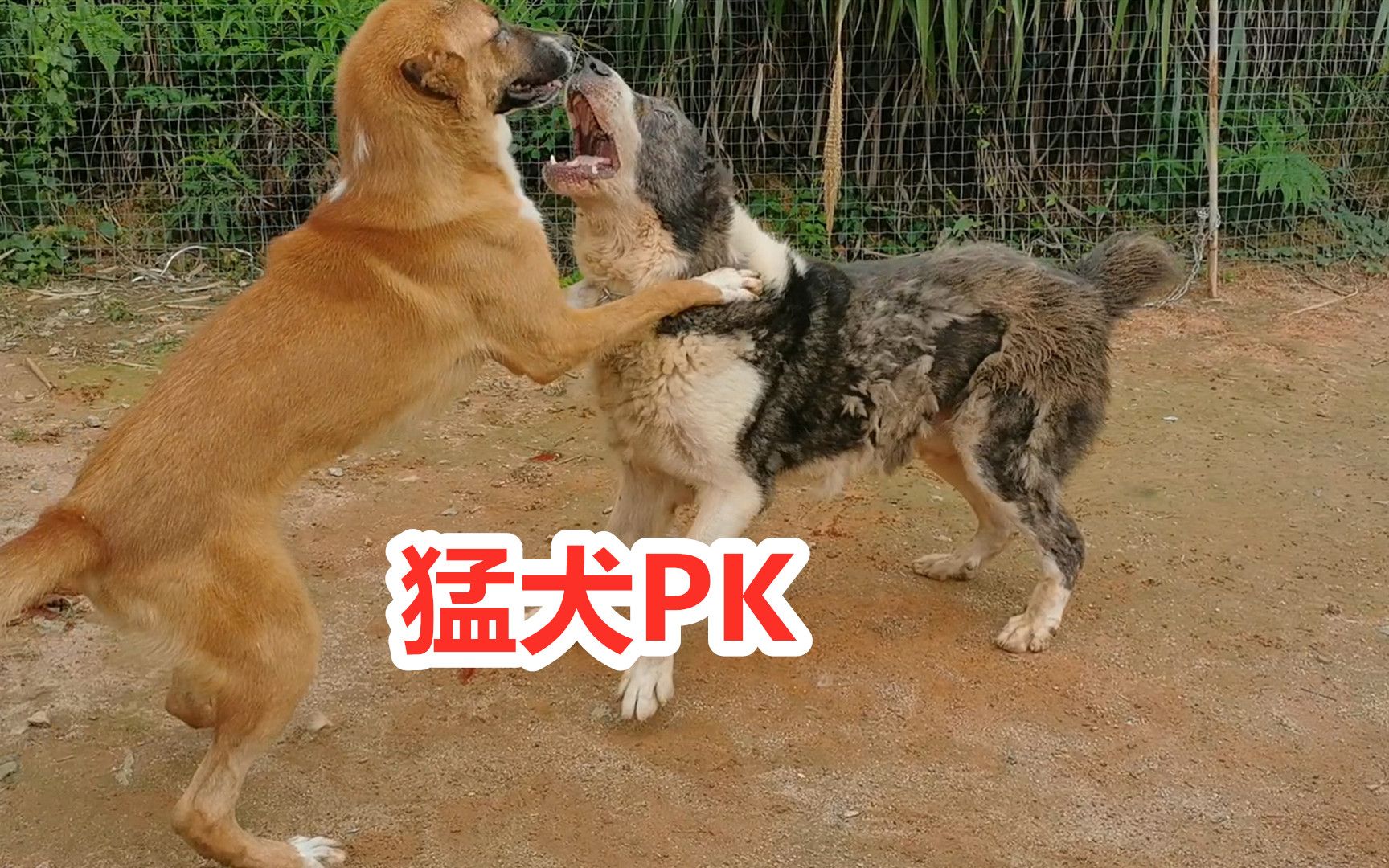 高狼犬PK中亚牧羊犬,高狼犬来势凶猛,中亚牧羊犬沉着反击哔哩哔哩bilibili