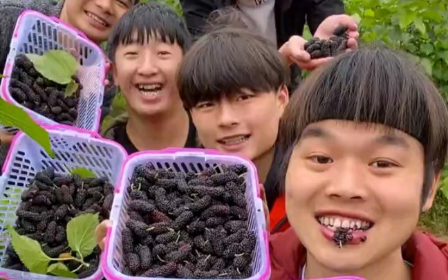 农村浪人 快手网红的日常 摘桑果_哔哩哔哩 (゜-゜)つロ 干杯~-bili