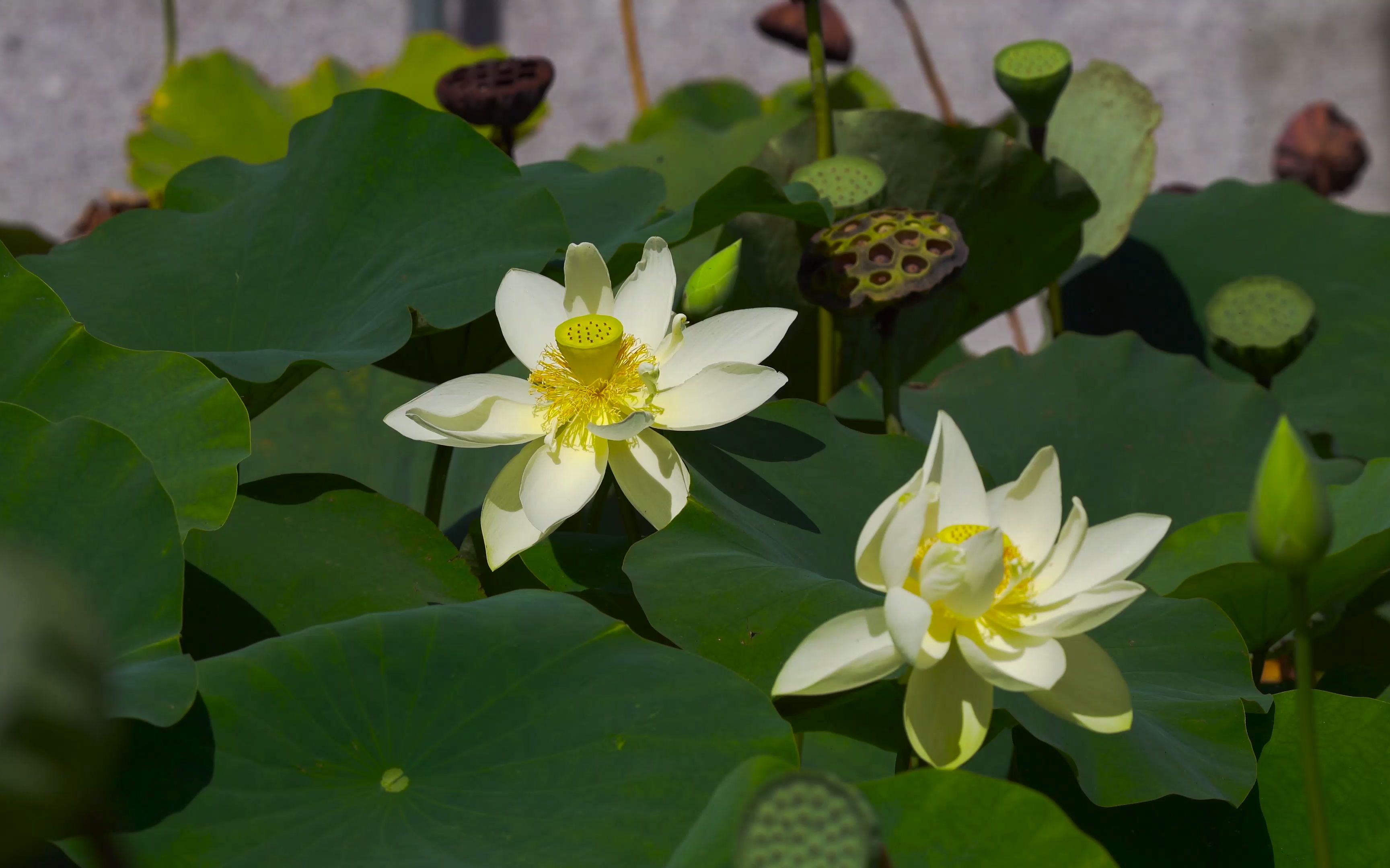 [图]空镜头视频 白莲花荷花夏季 素材分享