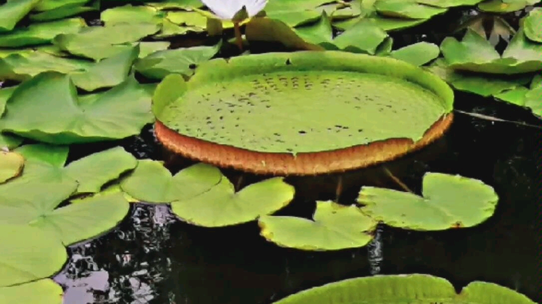 [图]风吹夏蝉鸣