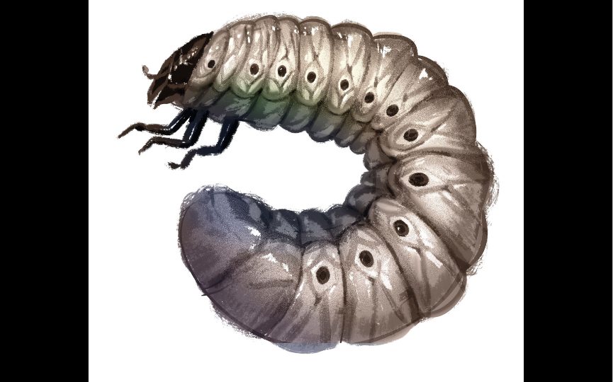 长戟大兜幼虫开箱