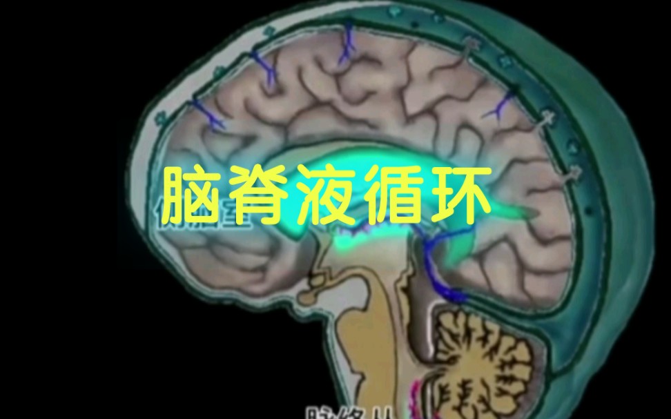 腦脊液循環途徑,動畫3d |醫學生