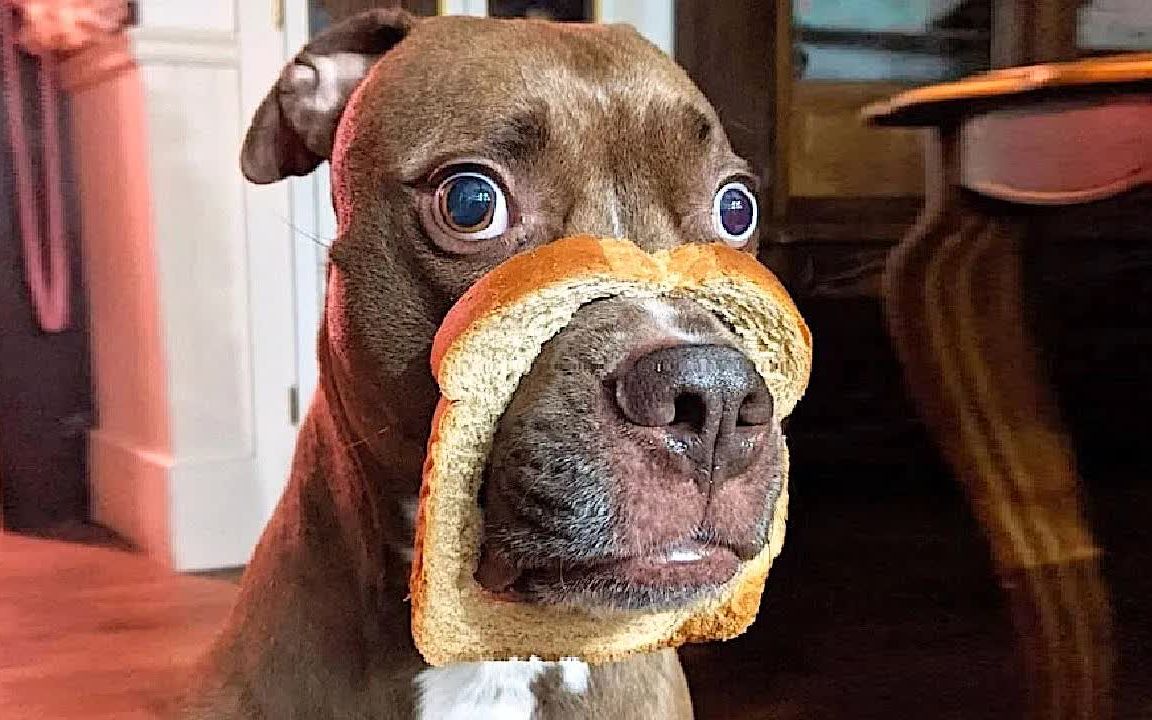 《沙雕宠物搞笑迷惑行为61》