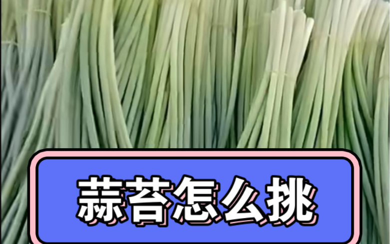 东北早市土豆哥揭秘:早市蒜苔挑选大法,让你一次买到新鲜又好吃的蒜苔,避免踩坑!避免买到又老又柴的蒜苔!蒜苔怎么挑选?小红帽蒜苔长啥样? 东北...