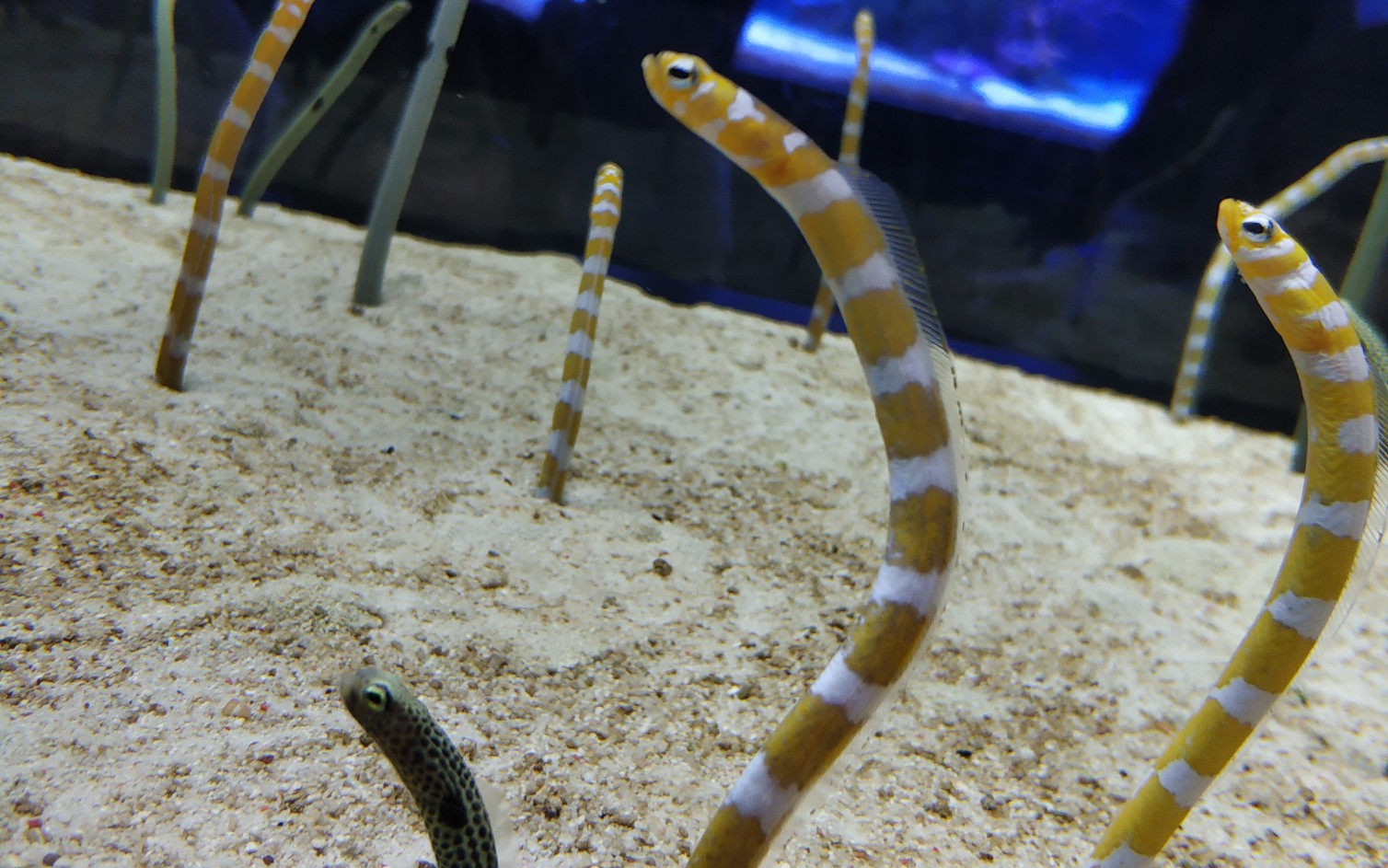 【魔性圆鳗】终于在东京天空树的水族馆见到了这个魔性的小家伙