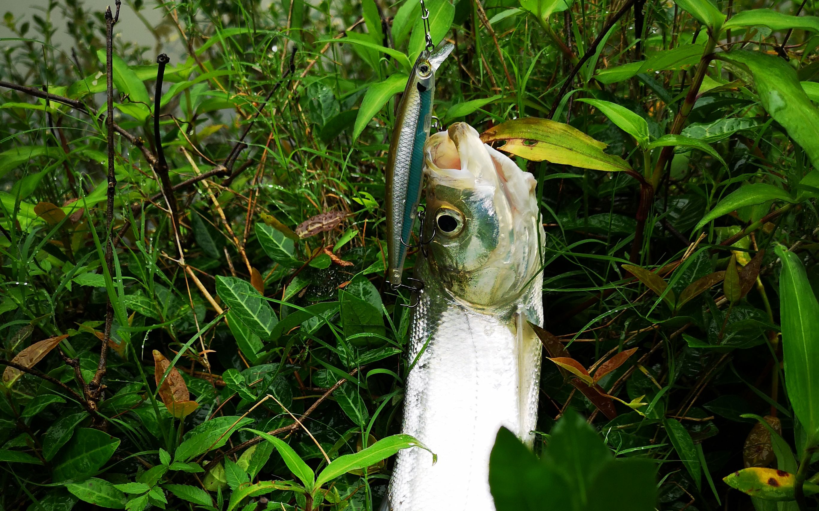 微微小雨的天气,路亚小山塘,用硬饵逗逗翘嘴