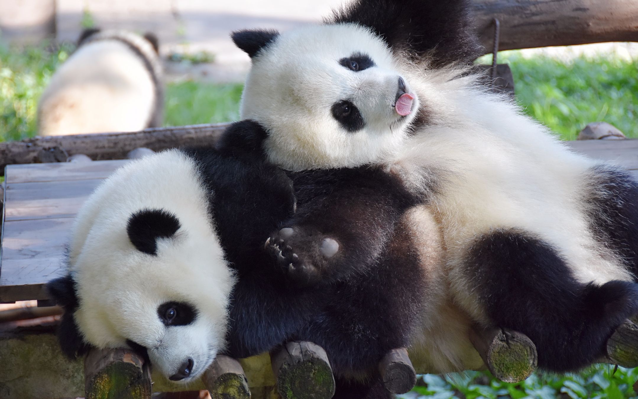 【重动三宝】渝宝贝白白胖胖的小可爱,捡垃圾就不乖了