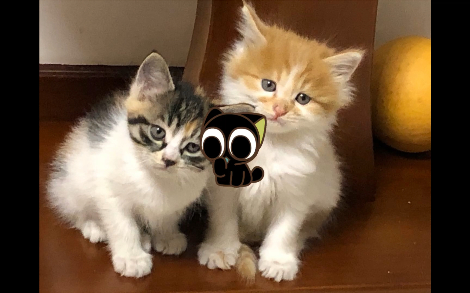 猫鼠大战,我的小可爱哈哈哈