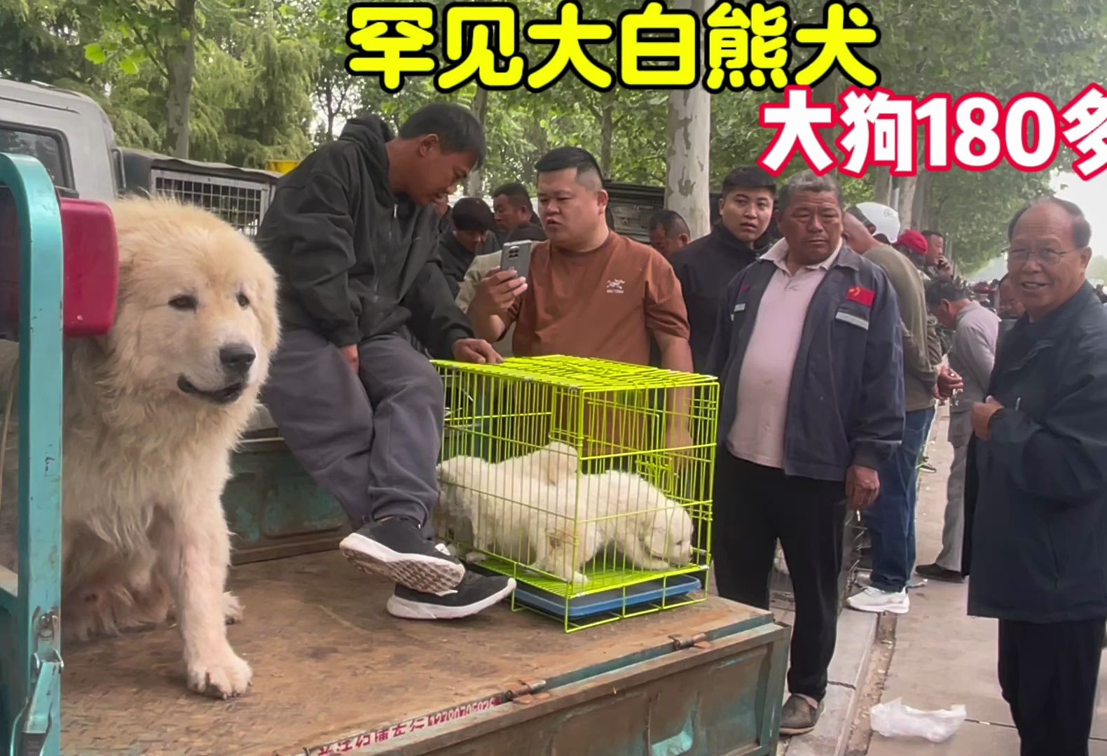 狗市罕见大白熊犬,大狗180多斤,大哥:繁殖太难了,便宜不出哔哩哔哩bilibili