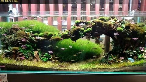Ada世界级草景缸日本ada水草造景值得大家学习珍藏自然水族造景1cm草缸第一弹 哔哩哔哩 Ada世界级草景缸日本ada水草造景值得大家学习珍藏自然水族造景1cm草缸第一弹 哔哩哔哩