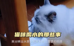 Descargar video: 猫咪喝水也是很讲究的！