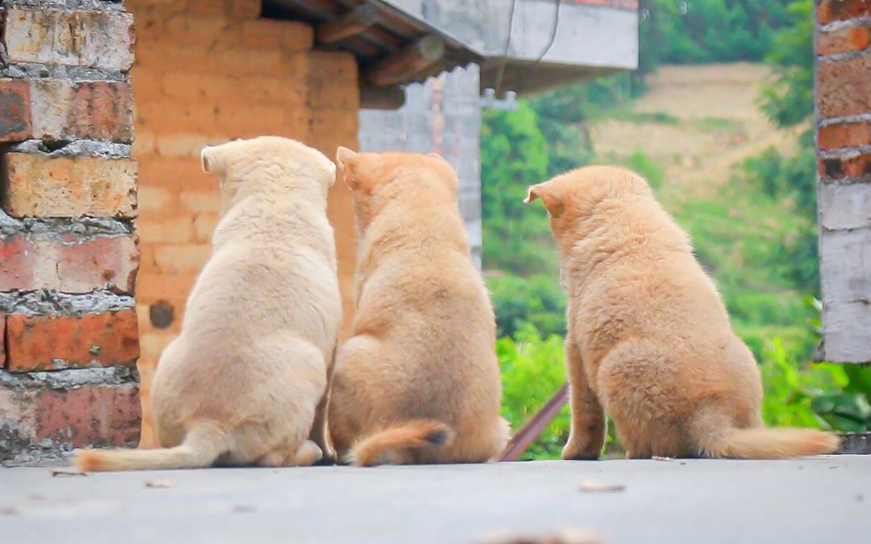 [图]中华田园犬，帮粉丝到山里拿两只小奶狗，排排坐迎接的姿势太萌了