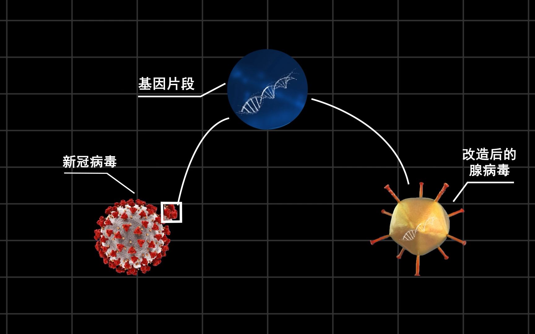 【新冠疫苗】什么是重组腺病毒载体疫苗?哔哩哔哩bilibili