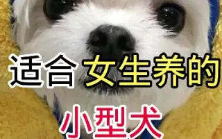 小型犬 哔哩哔哩 Bilibili