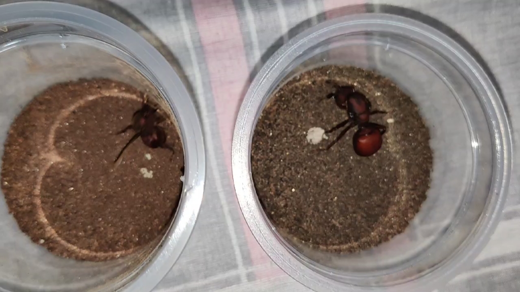 光滑芭切叶蚁侏儒蚁后跟正常以后对比