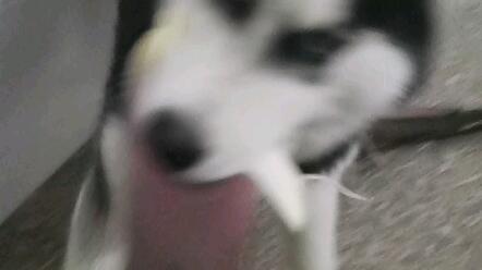 咱也是黑白色的 也爱吃笋 皮 哔哩哔哩