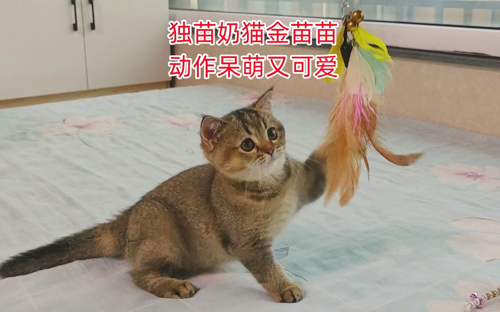 独苗小奶猫与主人互动,动作呆萌又可爱,猫妈妈躲在一边看热闹哔哩哔哩bilibili