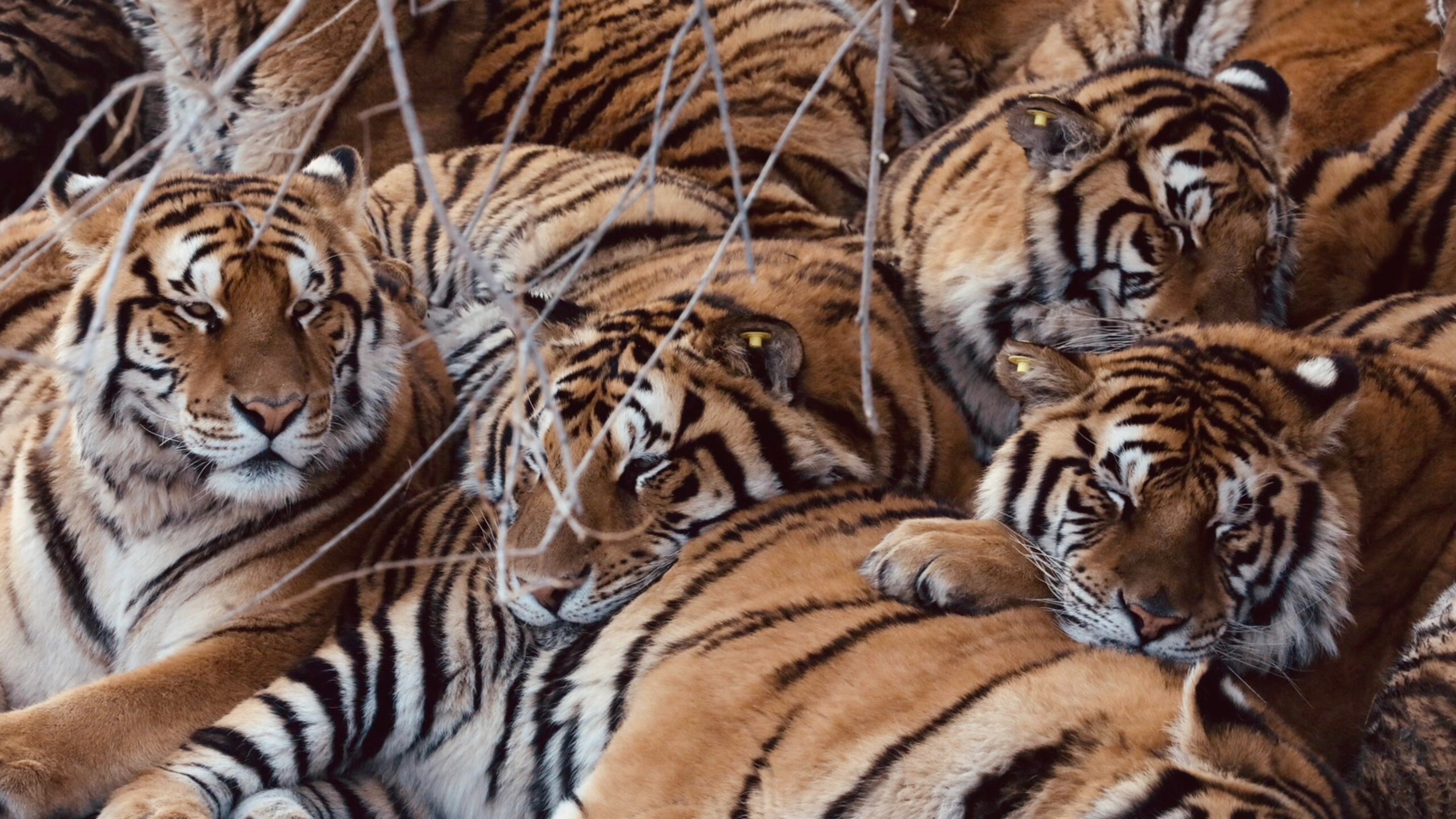 一山不容二虎 除非零下二十五