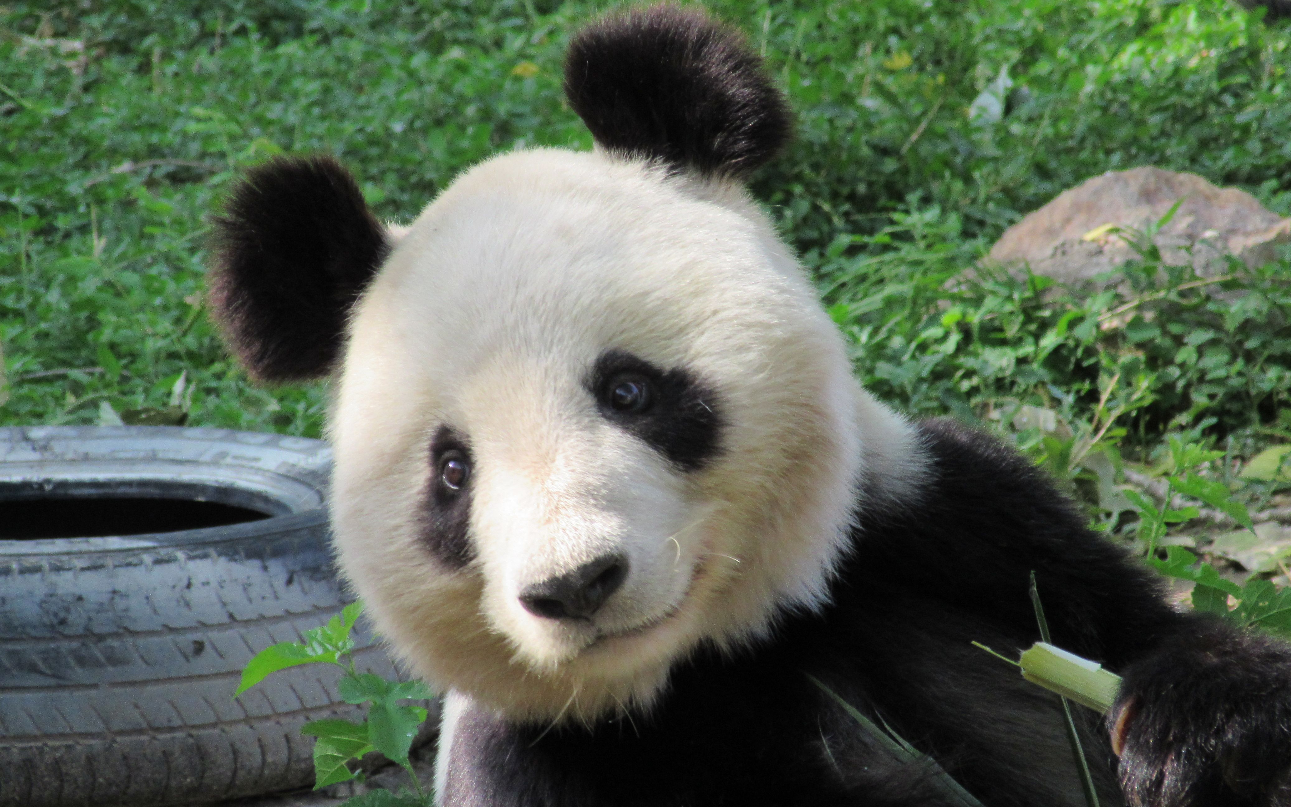 大熊猫 吉妮 天气清爽 竹叶香甜 20190527