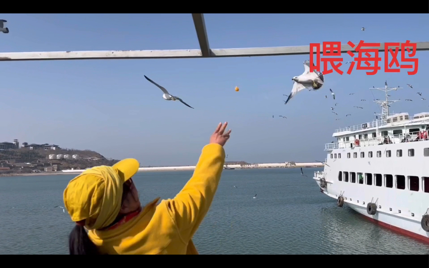 Feed Seagulls 去大黑山在海上喂海鸥哔哩哔哩bilibili