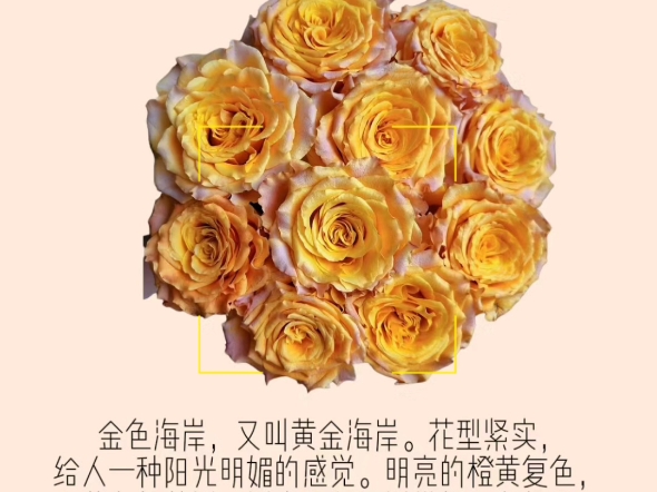 挑战每日识一花,第13天,金色海岸玫瑰,是甜美的笑,闪耀着光芒的你,让