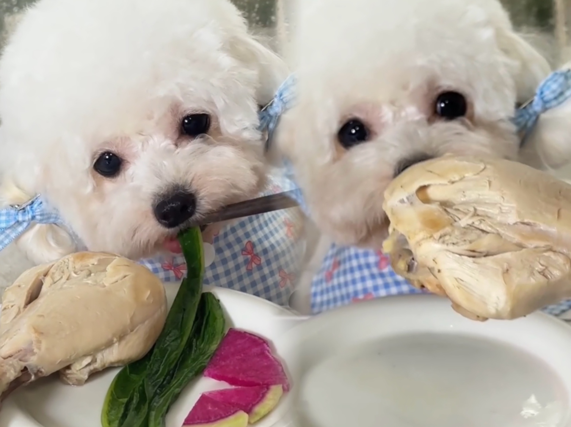 小狗啃大鸡腿