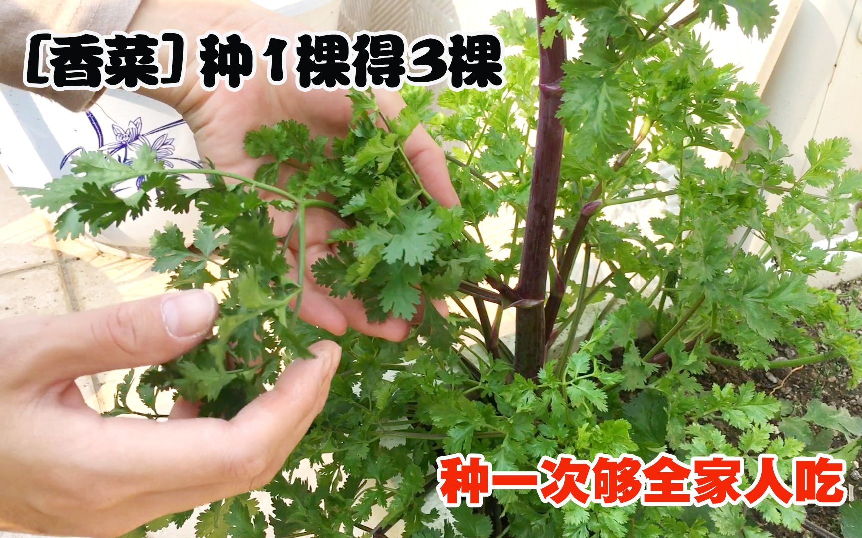 【如何把香菜种成一棵树】_哔哩哔哩_bilibili