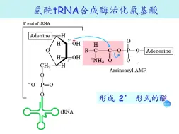 Tải video: 《遗传密码与蛋白质的生物合成》事无巨细讲！（3）