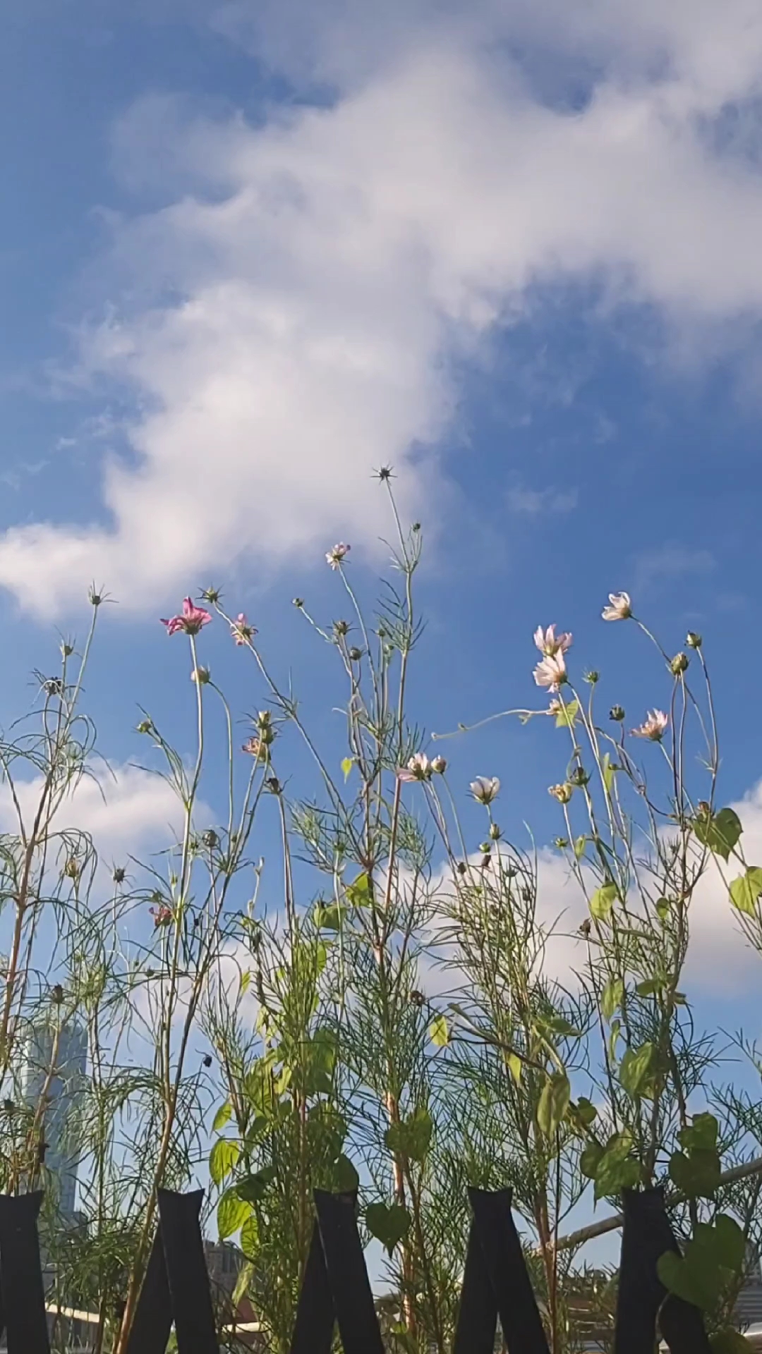 [图]秋天的野菊花配蓝天白云