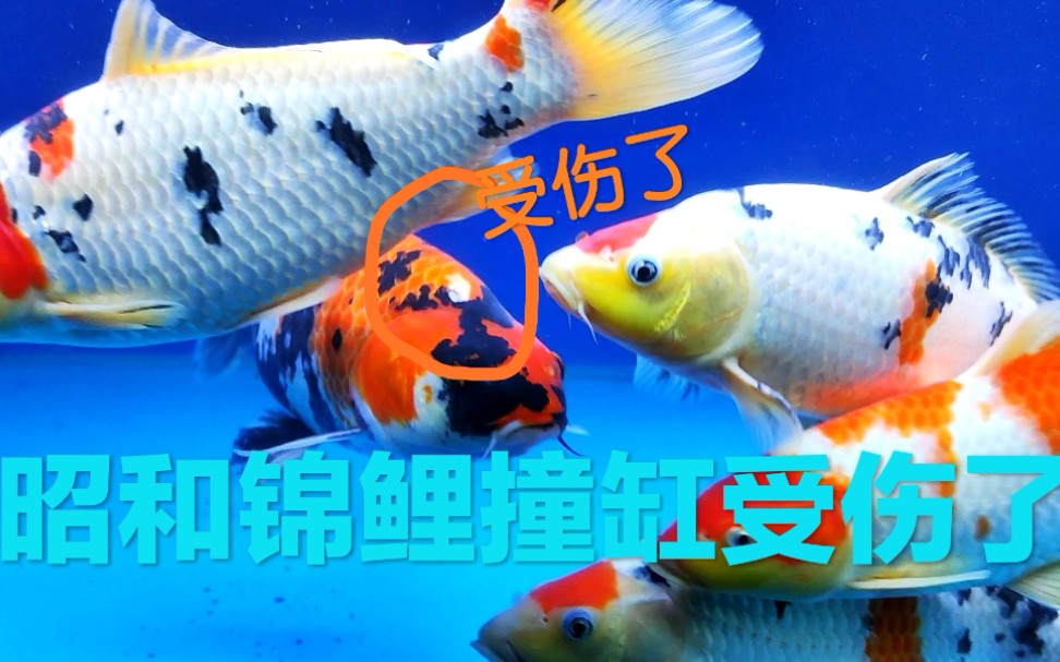锦鲤撞缸受伤了