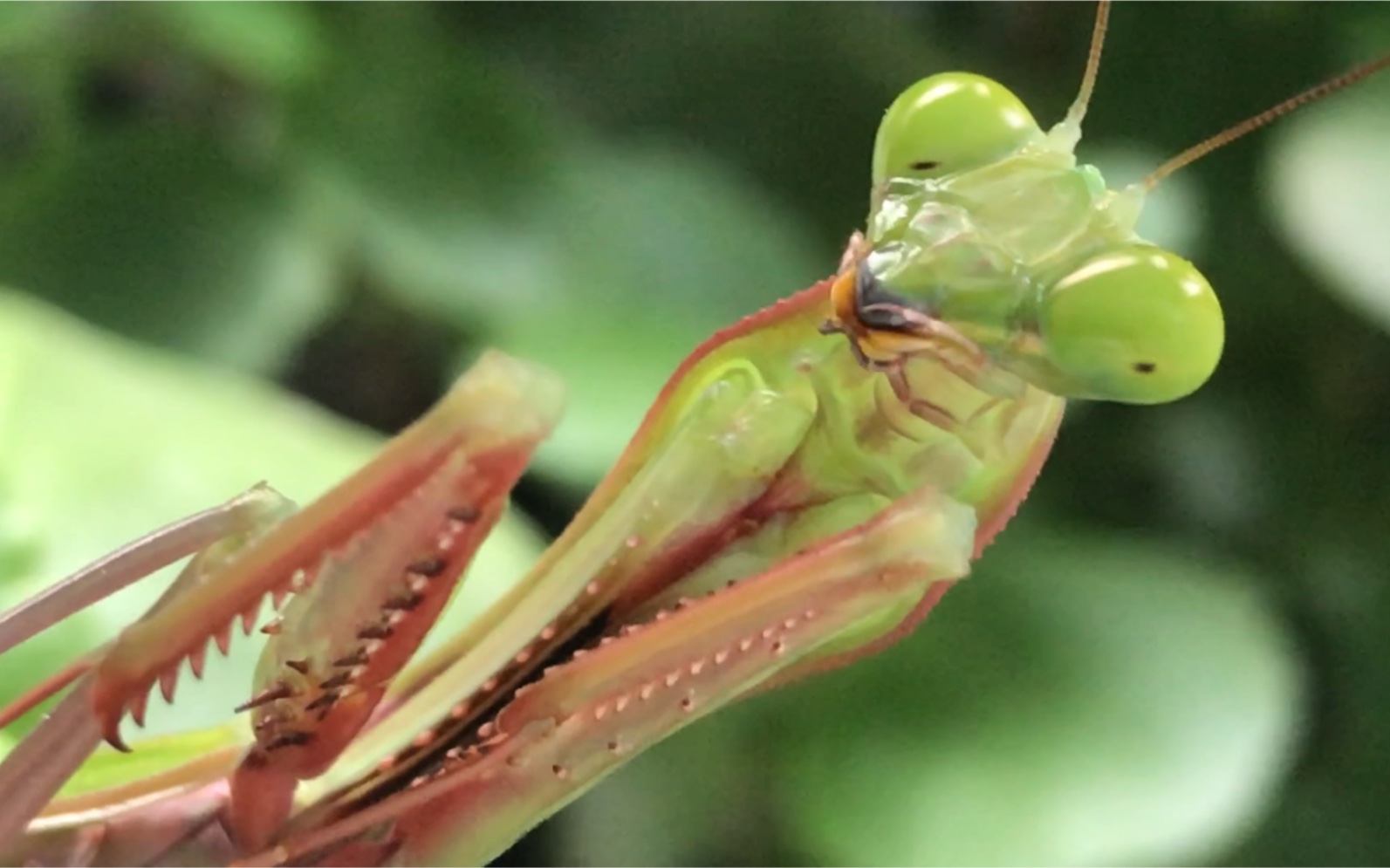 记录第一只澳洲斧螳的成功_哔哩哔哩_bilibili