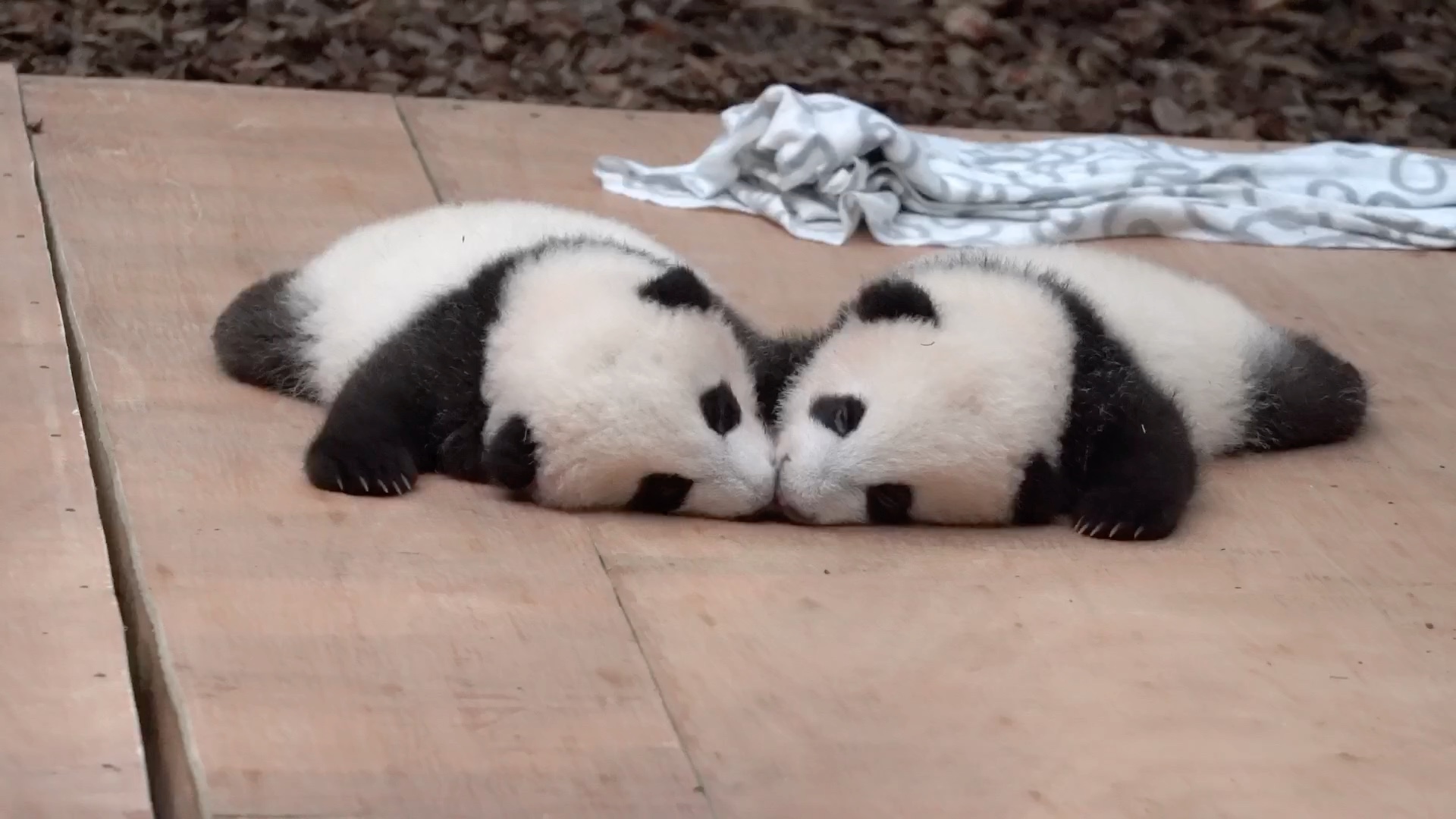 宝哥宝妹的趴趴熊时期