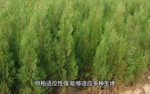 Video herunterladen: 侧柏植物的生长环境以及作用价值