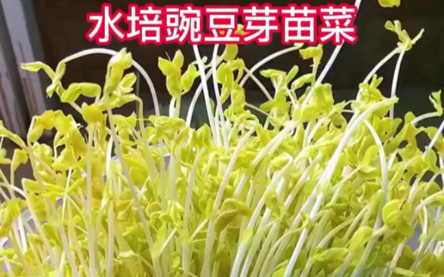 简单便捷又易学的水培豌豆芽苗菜哔哩哔哩bilibili