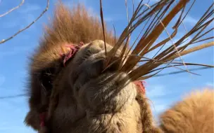 骆驼的命运齿轮卡在哪里